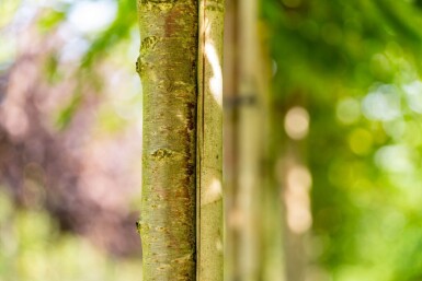 Prunus x subhirtella 'Autumnalis' haute-tige 14/16 225cm tronc