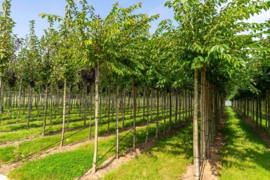 Prunus x subhirtella 'Autumnalis' haute-tige 14/16 225cm tronc
