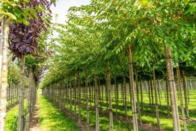 Prunus x subhirtella 'Autumnalis' haute-tige 14/16 225cm tronc