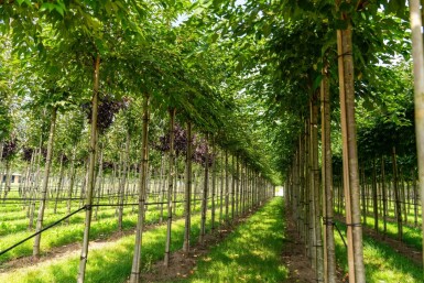 Prunus x subhirtella 'Autumnalis' haute-tige 14/16 225cm tronc