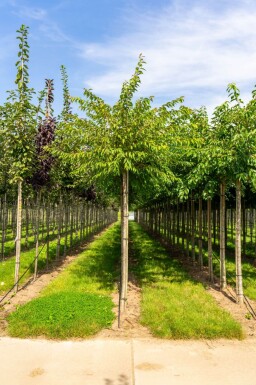 Prunus x subhirtella 'Autumnalis' haute-tige 14/16 225cm tronc