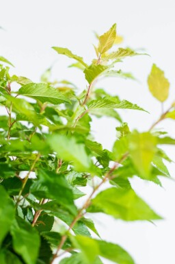 Prunus x subhirtella 'Autumnalis' baliveau