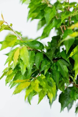 Prunus x subhirtella 'Autumnalis' baliveau