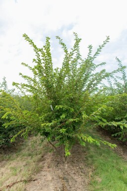 Prunus x subhirtella 'Autumnalis' cépée