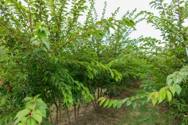 Prunus x subhirtella 'Autumnalis' cépée