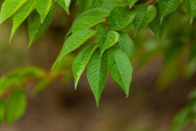 Prunus x subhirtella 'Autumnalis' cépée