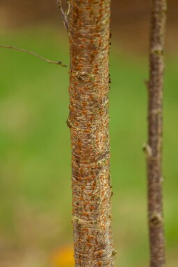 Prunus x subhirtella 'Autumnalis' cépée