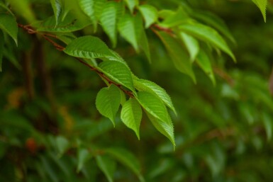Prunus x subhirtella 'Autumnalis' cépée