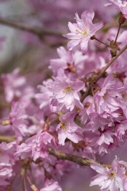 Prunus x subhirtella 'Autumnalis' demi-tige