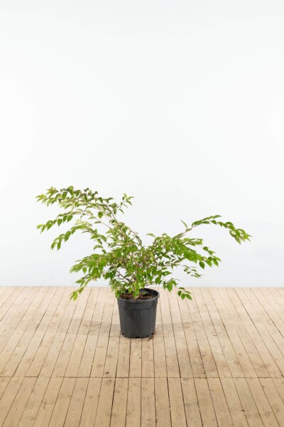 Prunus x subhirtella 'Autumnalis' touffe 125-150