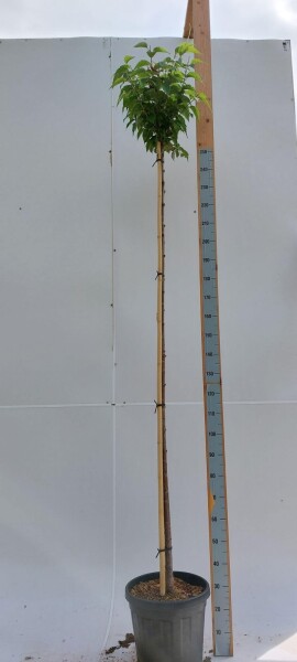 Prunus x subhirtella 'Autumnalis Rosea' haute-tige 10/12 225cm tronc