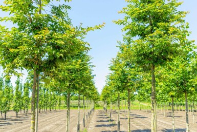 Prunus x subhirtella 'Autumnalis Rosea' haute-tige 10/12 225cm tronc