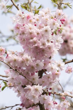 Prunus x subhirtella 'Autumnalis Rosea' haute-tige 10/12 225cm tronc