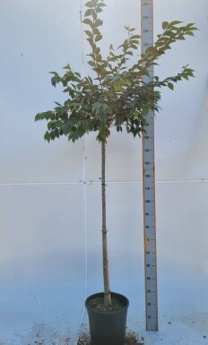 Prunus x subhirtella 'Autumnalis Rosea' demi-tige