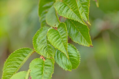 Prunus x subhirtella 'Autumnalis Rosea' demi-tige