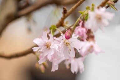 Prunus x subhirtella 'Autumnalis Rosea' demi-tige 120cm tronc
