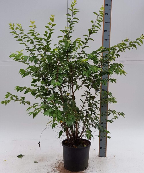 Prunus x subhirtella 'Autumnalis Rosea' touffe 80-100
