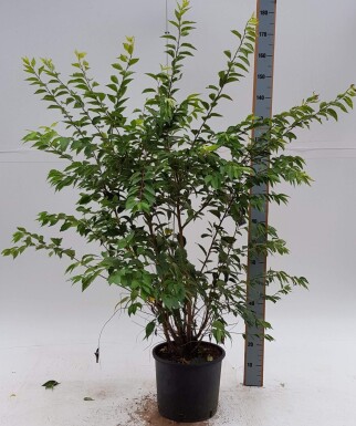 Prunus x subhirtella 'Autumnalis Rosea' touffe