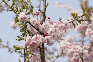 Prunus x subhirtella 'Autumnalis Rosea' touffe 80-100