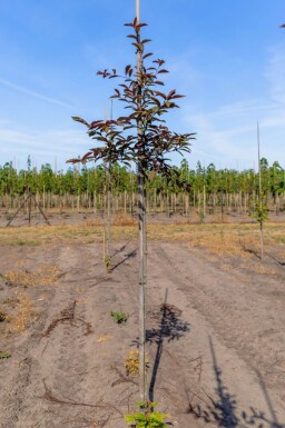 Prunus virginiana 'Shubert' haute-tige