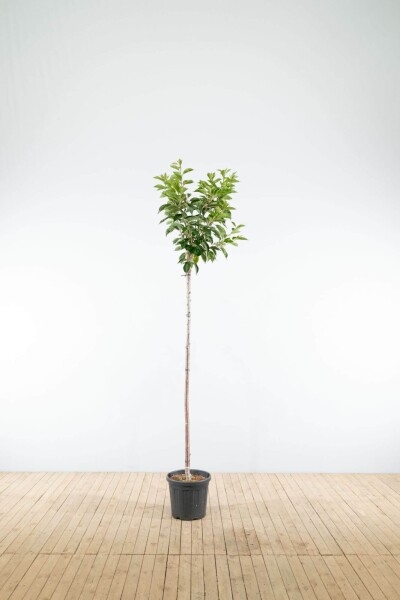 Prunus yedoensis haute-tige 12/14