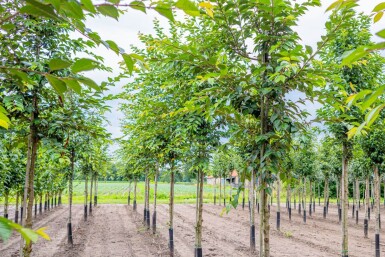 Prunus yedoensis haute-tige 12/14