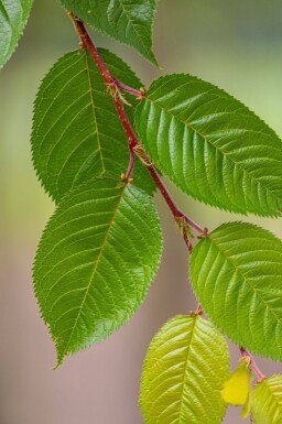 Prunus yedoensis haute-tige 12/14