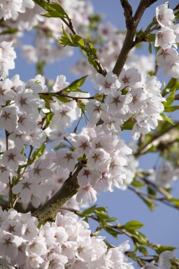 Prunus yedoensis haute-tige 12/14