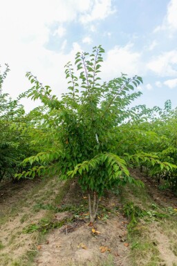 Prunus yedoensis cépée 300-350