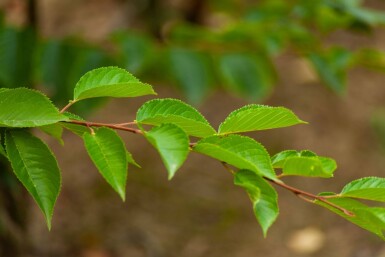 Prunus yedoensis cépée 300-350