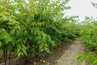 Prunus yedoensis cépée 300-350