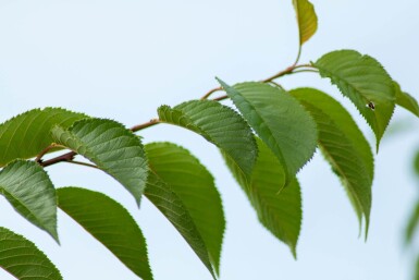 Prunus yedoensis cépée 300-350