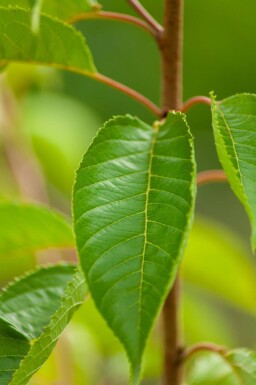 Prunus yedoensis cépée 300-350