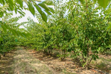 Prunus yedoensis cépée 300-350