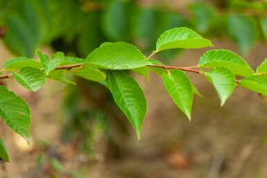 Prunus yedoensis cépée 300-350