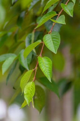 Prunus yedoensis en plateau