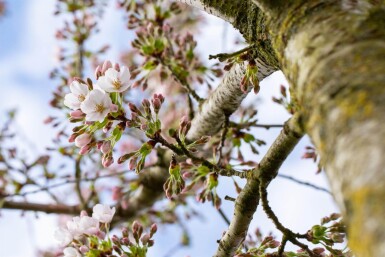 Prunus yedoensis en plateau
