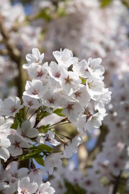 Prunus yedoensis en plateau