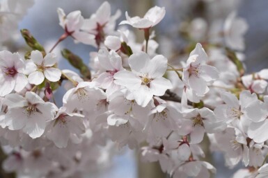 Prunus yedoensis en plateau