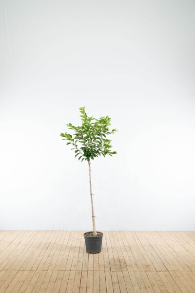 Prunus yedoensis demi-tige 120cm tronc