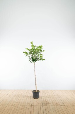 Prunus yedoensis demi-tige 120cm tronc
