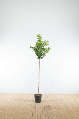 Prunus yedoensis demi-tige 120cm tronc