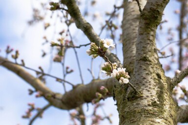 Prunus yedoensis demi-tige 120cm tronc