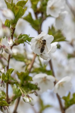 Prunus 'Umineko' haute-tige 10/12