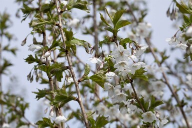 Prunus 'Umineko' haute-tige 10/12