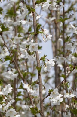 Prunus 'Umineko' haute-tige 10/12