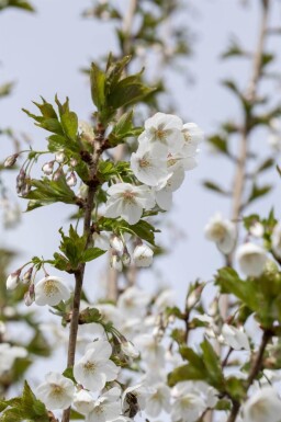 Prunus 'Umineko' haute-tige 10/12