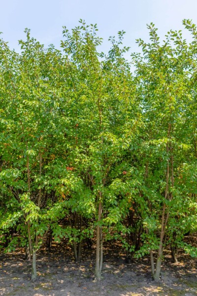 Prunus 'Umineko' cépée