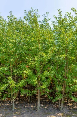 Prunus 'Umineko' cépée