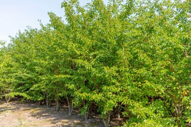 Prunus 'Umineko' cépée